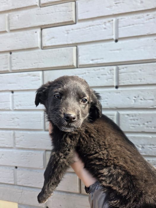 Две малышки ищут свой дом