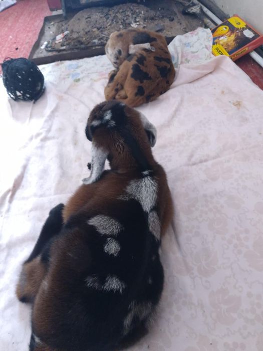 Ieduți anglonubieni