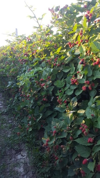 URGENT ..Teren agricol Ferma de mure , zmeura si pomi fructiferi