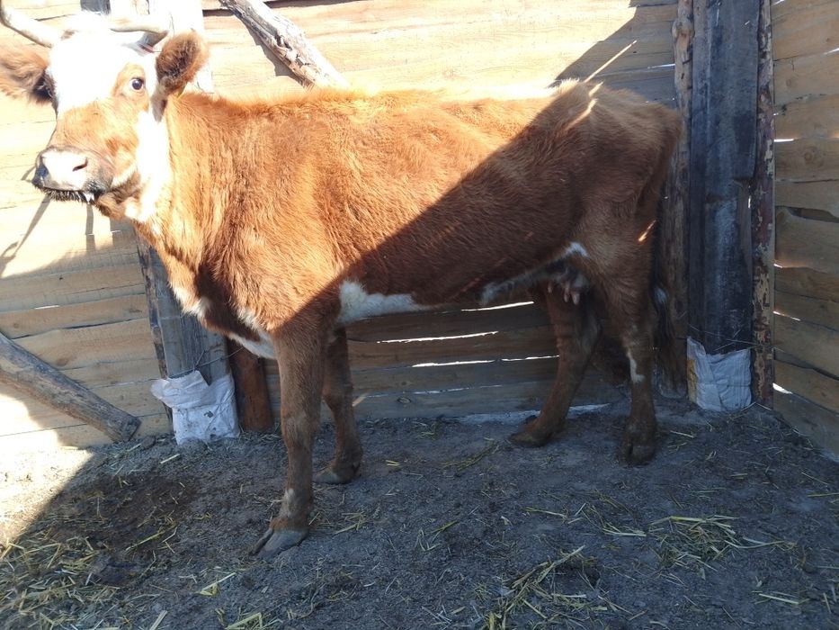 Бузаулы сиыр сатылады