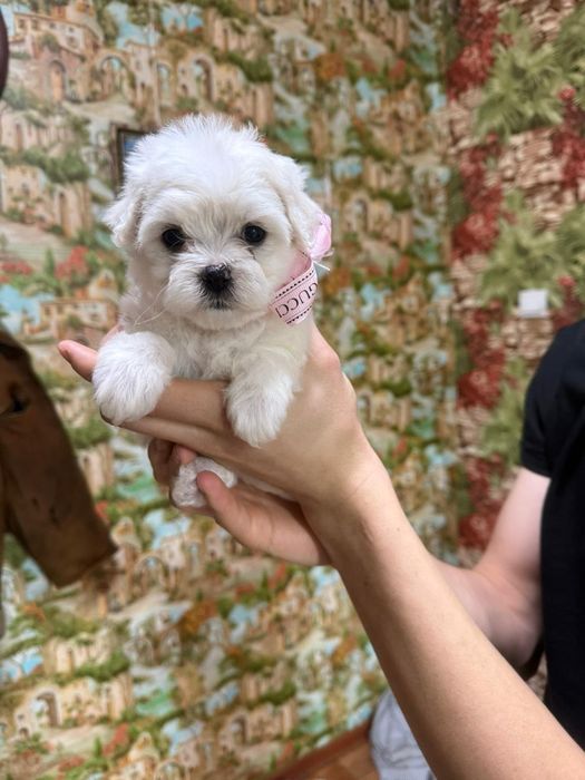 Продам щенков мальтипу