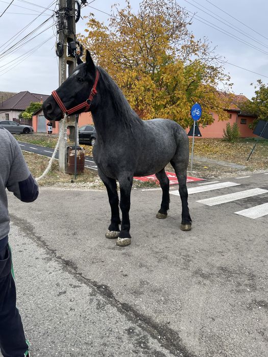 Vand sau schimb o iapa de 5 ani merge bine la caruta foarte cuminte