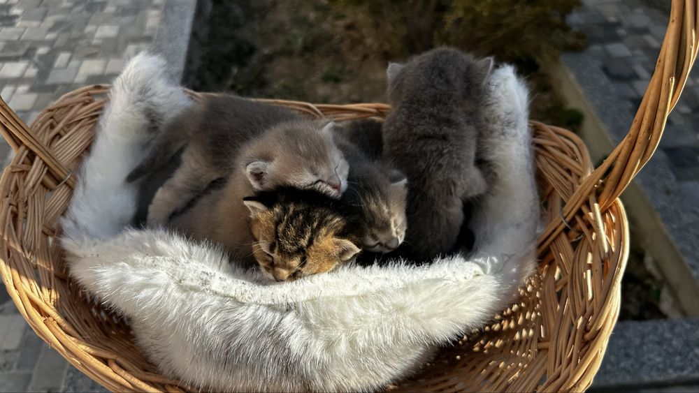 Открыт брон на котят
