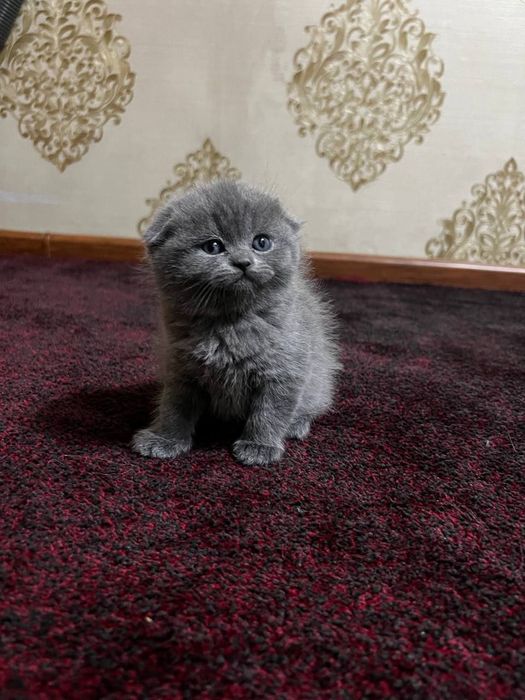 Skotish fold mushukcha