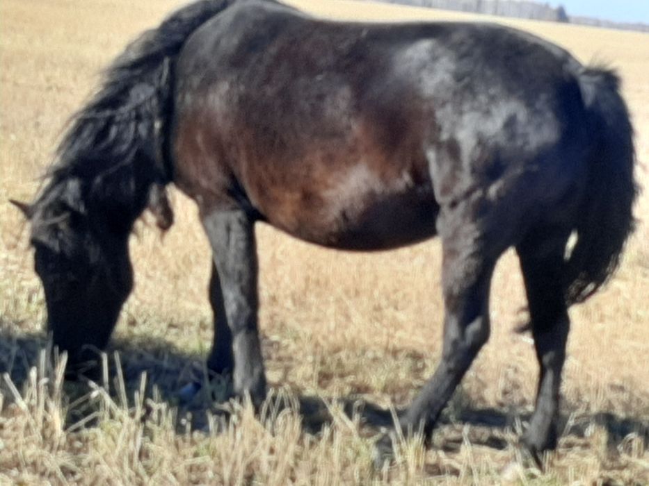 Продам лошадей в табуне.