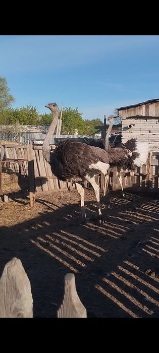 Продам страусов в городе Актобе пос Курайли