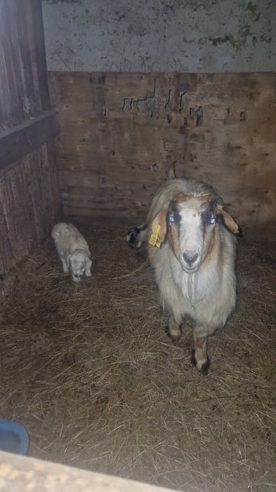 Продам коз с козлятвми
