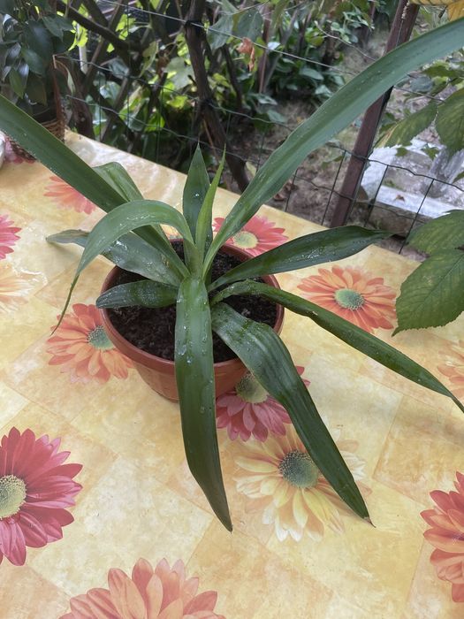 Yuka - Floare de interior atat pentru spatii mici cat si pentru salon