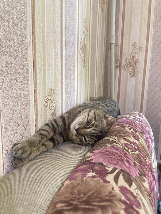 Отдам в дар кота.