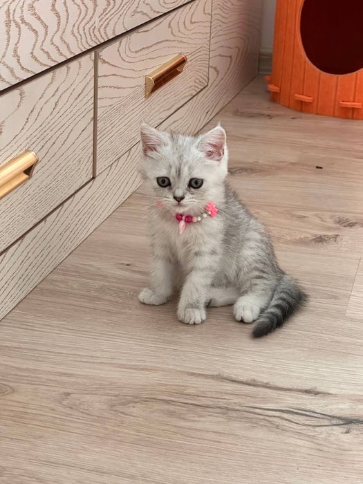 Продается котята породы шиншила