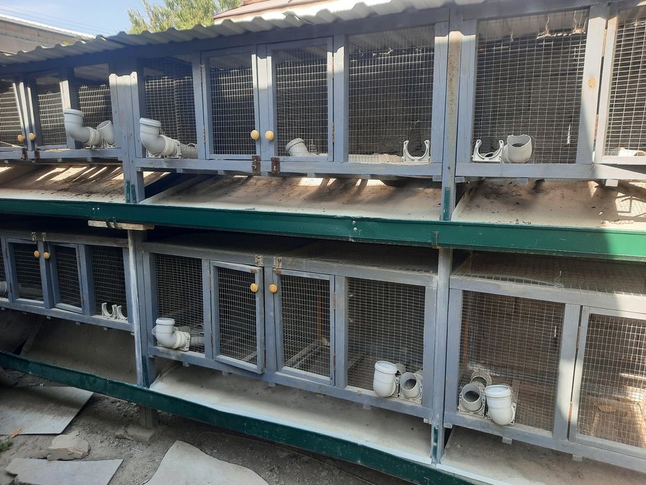 Quyon xona bor kletka