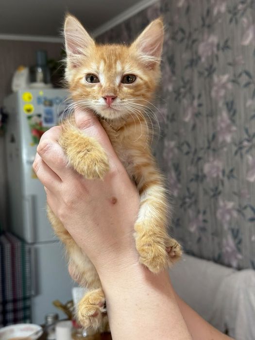 Котик мальчик Стёпка