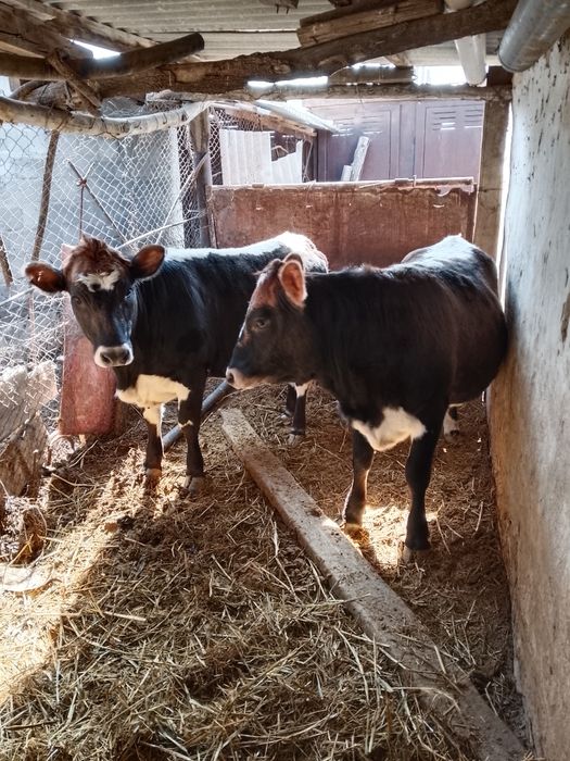 Коровы и быки.Продам