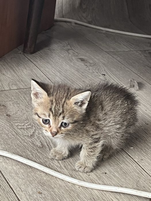 Отдам котят в добрые ручки