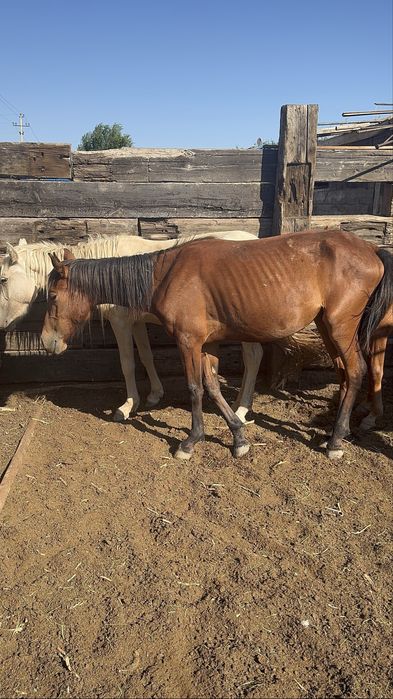 Ұрғашы тай сатылады