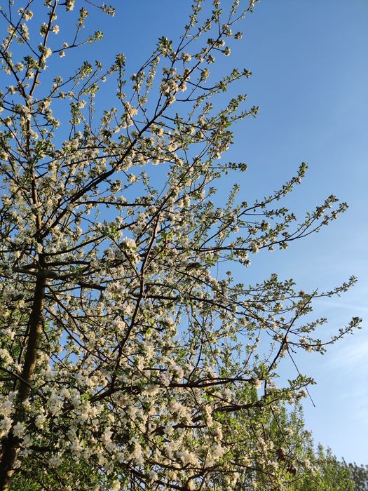 Meditatii online limba japoneza