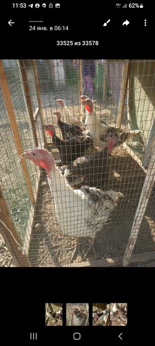 Продаётся индюки домашний
