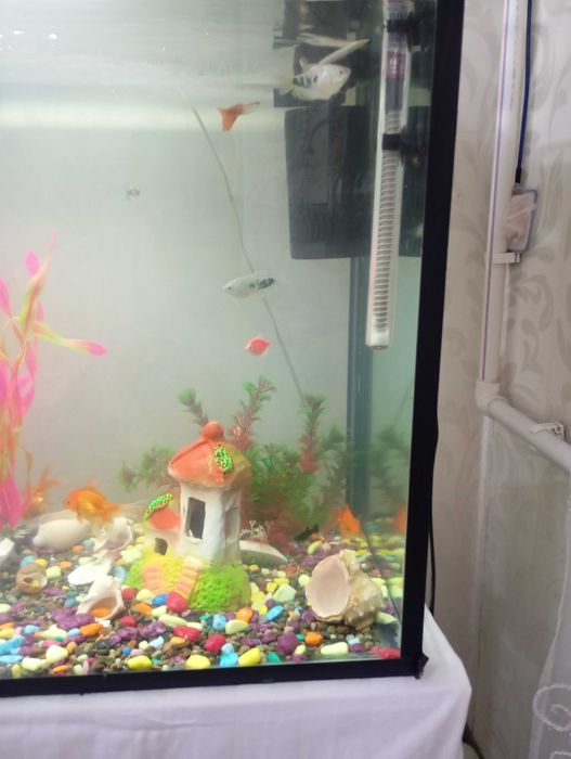 Аквариум ва баликлар