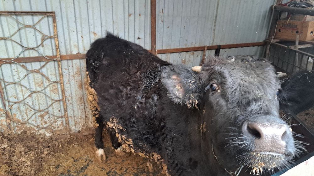 Продам бука кашар корова