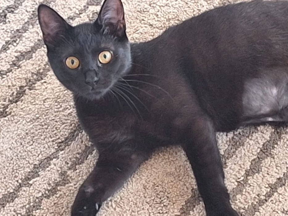 Dau spre adoptie pisicuta neagra