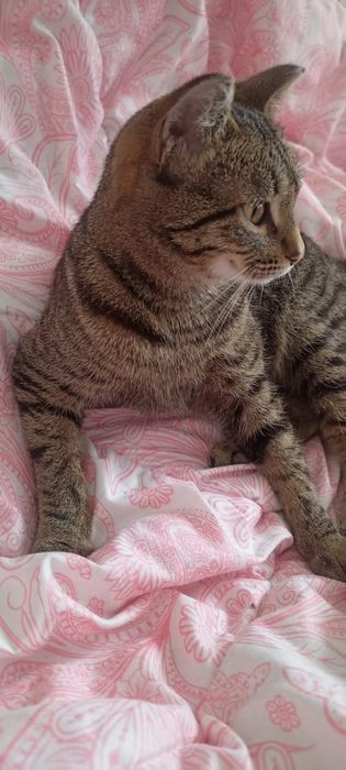 Китти ваш пушистый друг