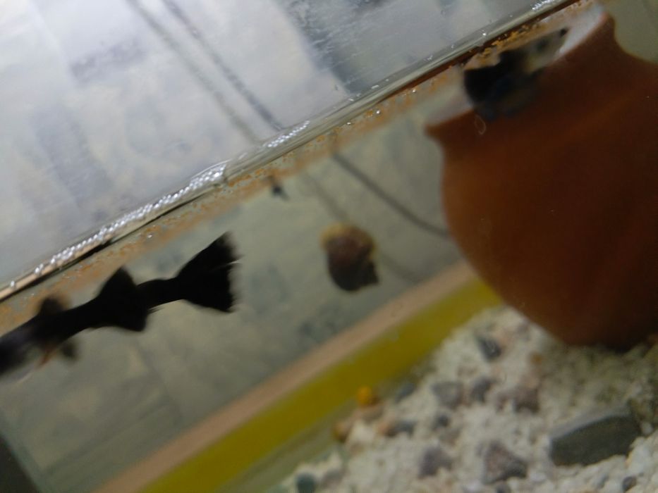 Балик сотилади петушок гупи шокилон