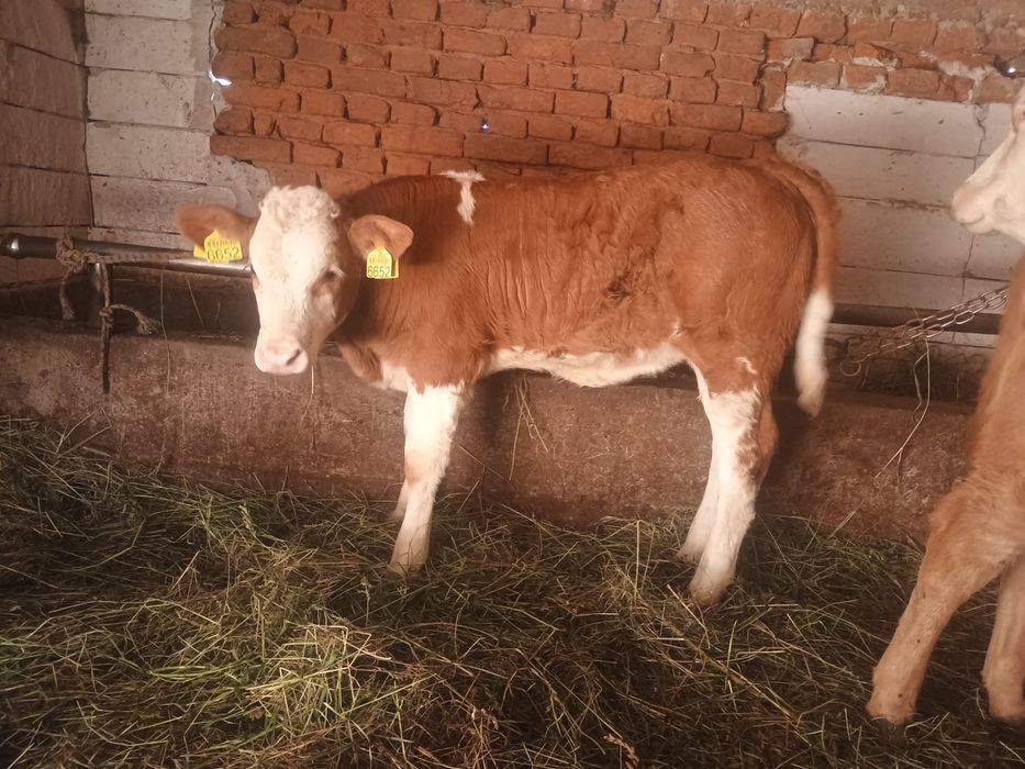 Doua vitele una limuzina una baltata