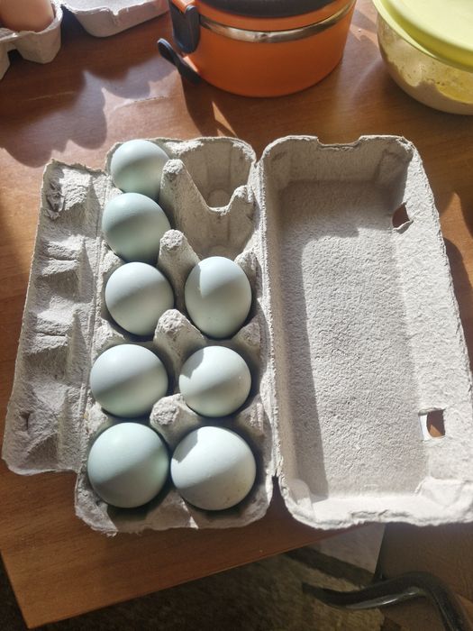 Oua araucana potranichiu