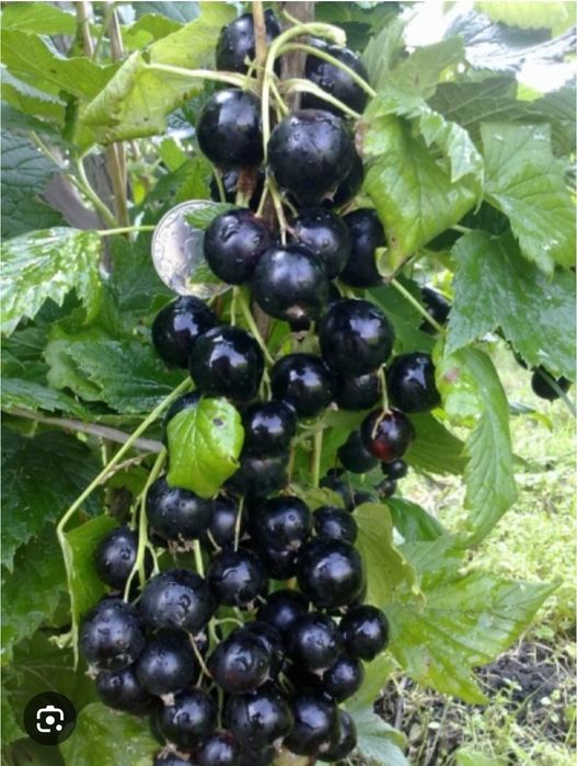 Саженцы Петропавловск