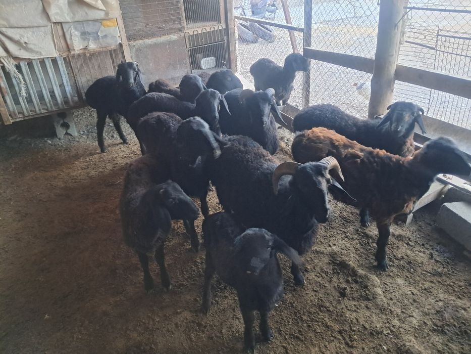 Еркек мал сатылады