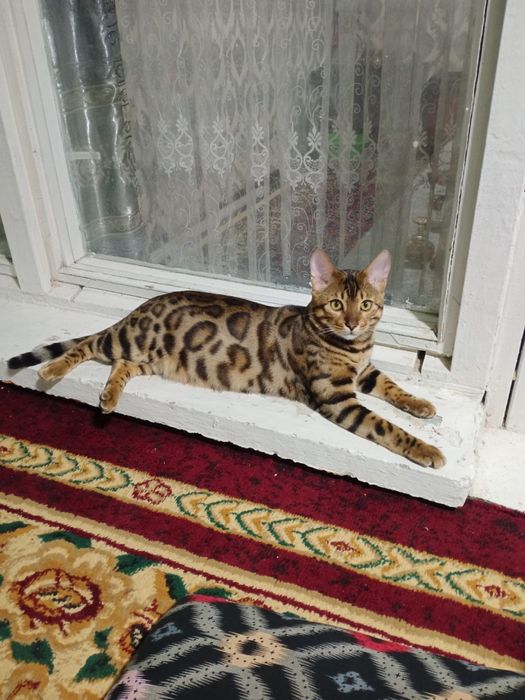 Mushuklar Buxoroda sotuvda