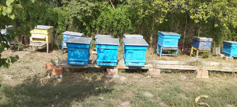 Продавам кошери дадан блат 10 и 12 рамкови