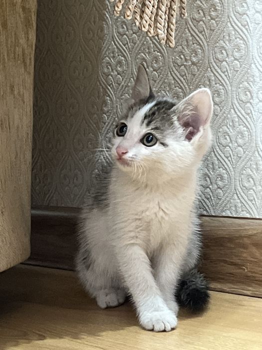 Котята , марғаулар