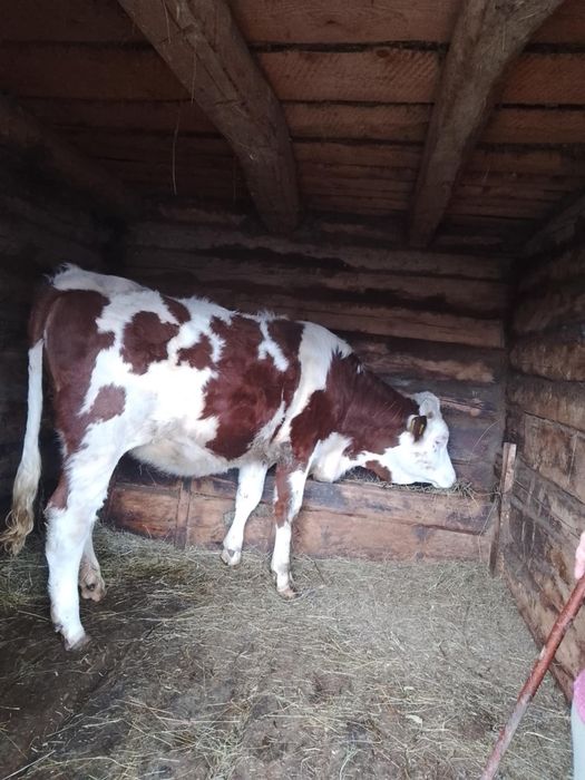 Vacă,junincă și vițel