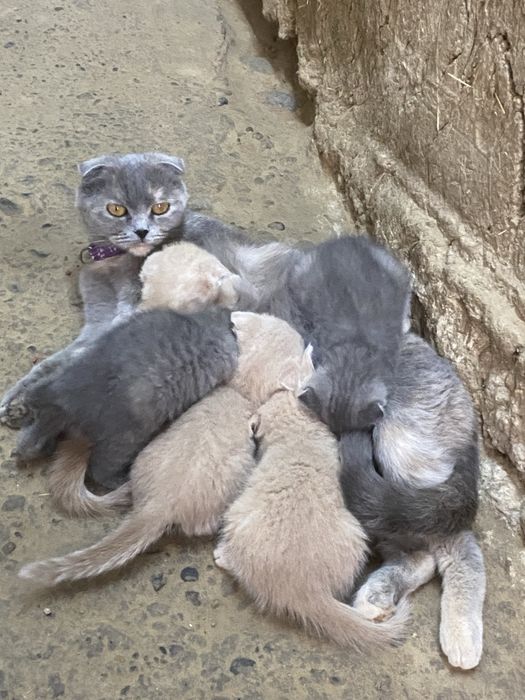 Mushuk scottish fold