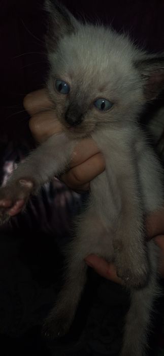 отдам котят бесплатно