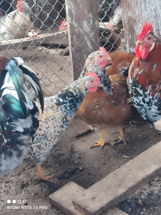 Оплодени яйца от Шведска цветна (пъстра) кокошка