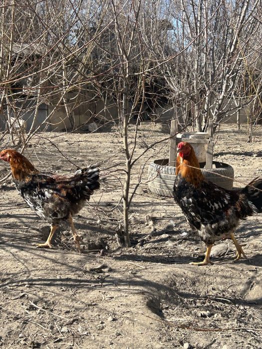 Молодые петушки Жас қораздар