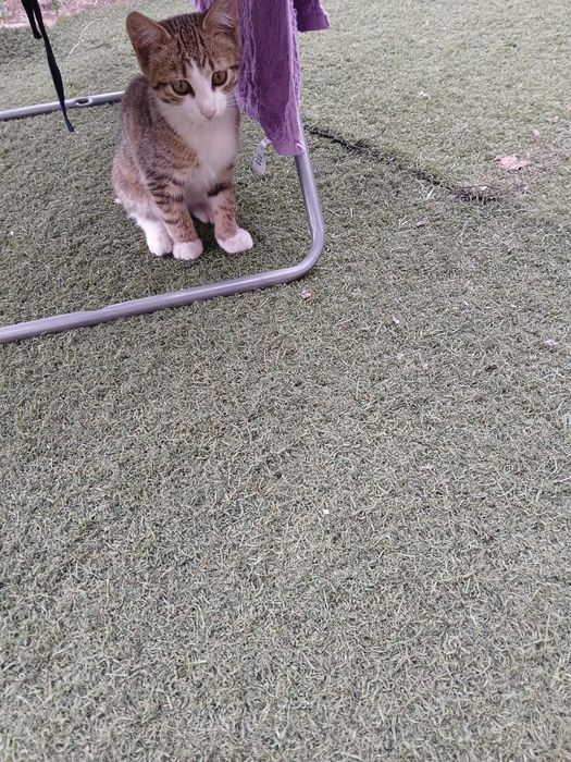 Отдам двух котят (коты)