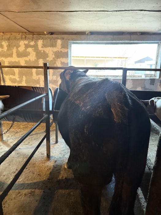 Бычки 2годавалые жирные