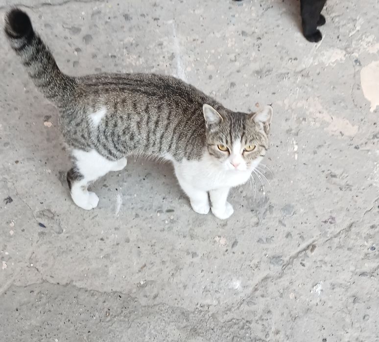 Мушук киз соглом