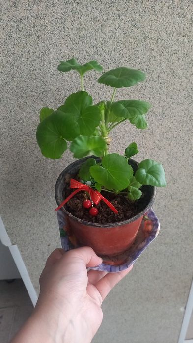 Комнатние растения