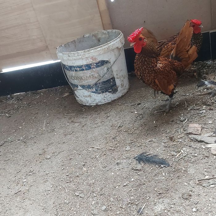 Сибрайт  сибрайт