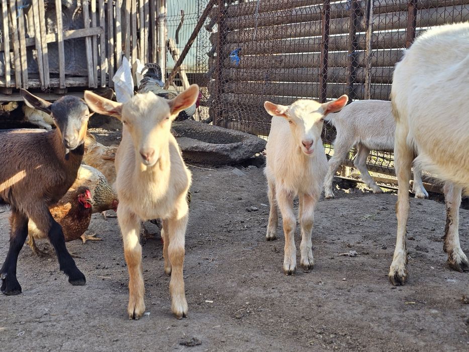 Vand iezi Zane cu Alpin