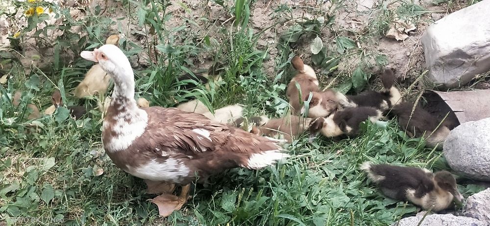 Срочно. Продам Индаутка