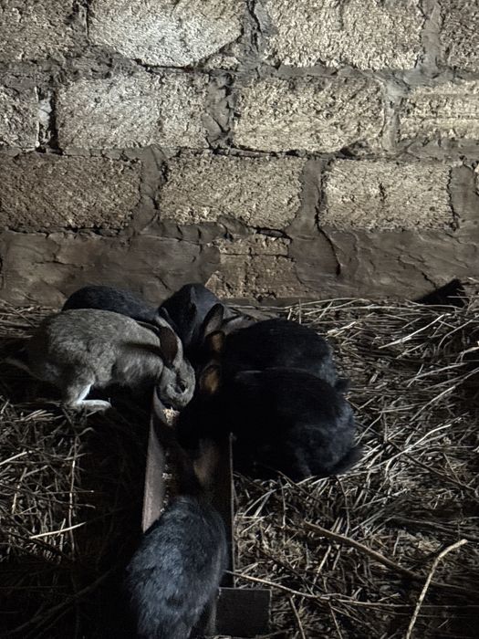 Кролики хорошие очень