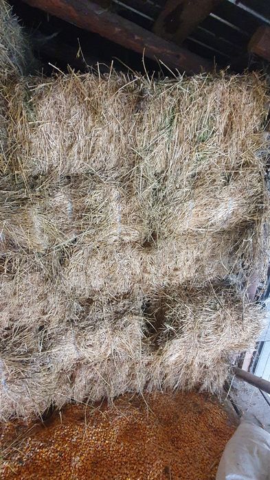 Baloti lucerna  2025