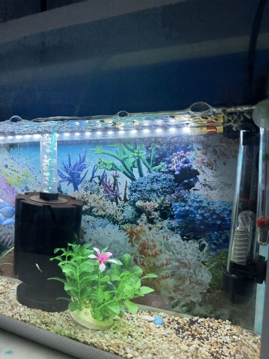 Продам аквариумы с рыбками