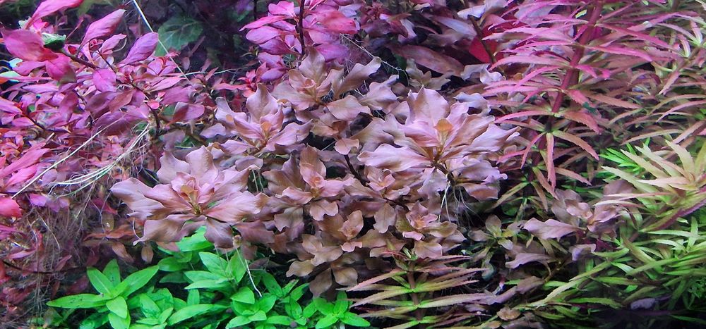 Lot plante de acvariu roșii