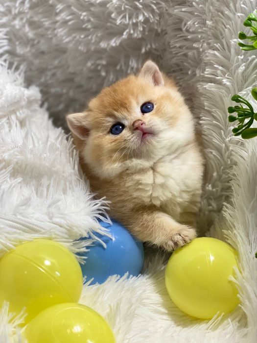 Золотые шиншиллы британские